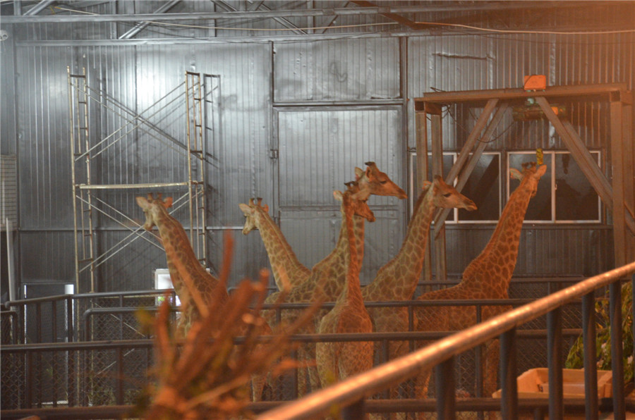 African giraffes find new home in SW China