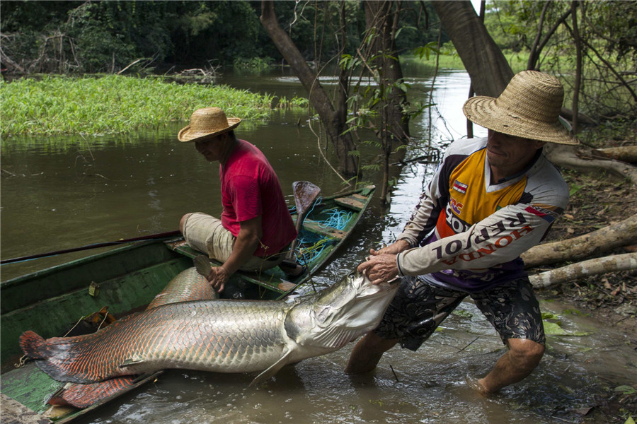 Fishing for living fossils