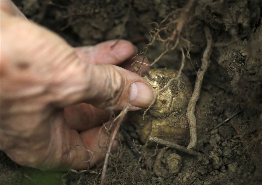 Digging for white gold