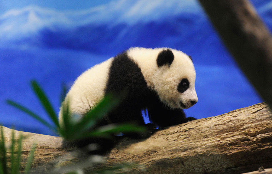 First Taiwan-born panda makes public debut
