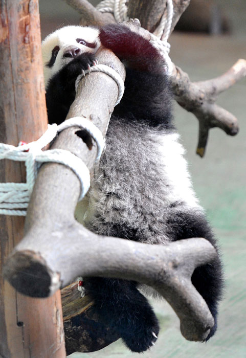 First Taiwan-born panda makes public debut