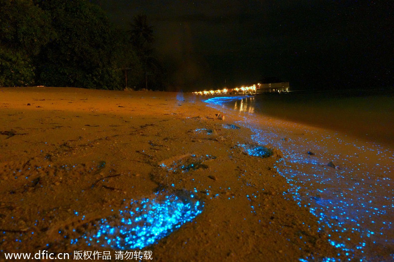 Beach glows like millions of stars at night