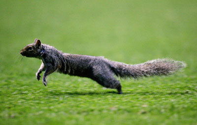A squirrel runs onto the pitch during the Champions League first leg semi-final soccer match between Villarreal and Arsenal at Highbury in London April 19, 2006.