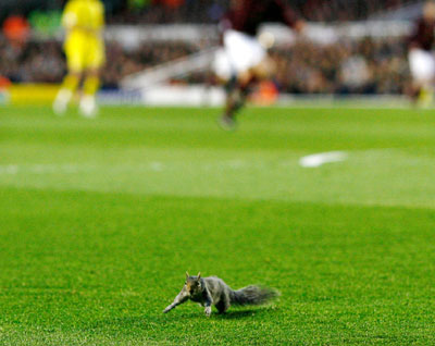 A squirrel runs onto the pitch during the Champions League first leg semi-final soccer match between Villarreal and Arsenal at Highbury in London April 19, 2006.