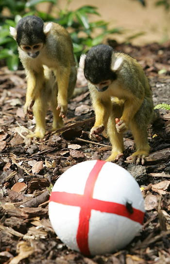Squirrel monkey enjoys a soccer knockabout