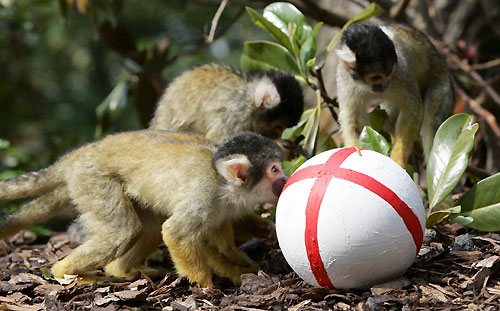 Squirrel monkey enjoys a soccer knockabout