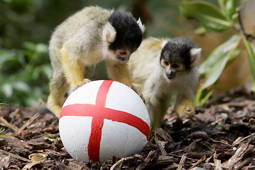 Squirrel monkey enjoys a soccer knockabout
