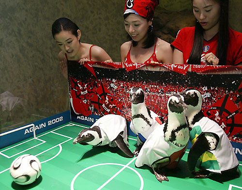 Penguins' soccer event