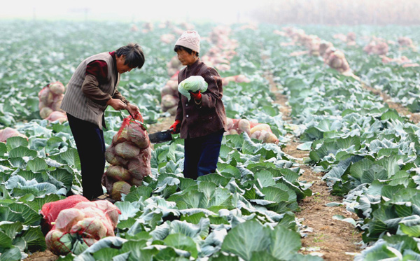 Shandong vegetables for Guangzhou games