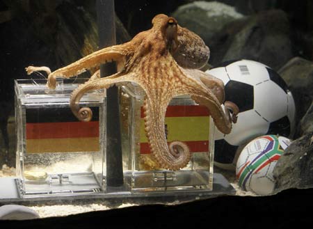 Time for ousted Germans to dine on the wise octopus
