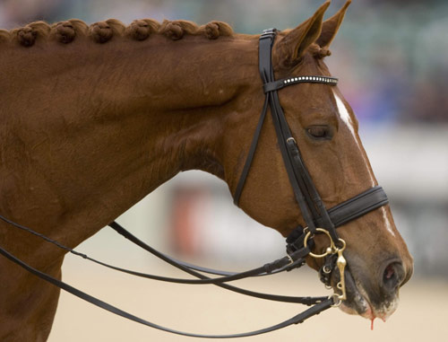 World Equestrian Games in Lexington