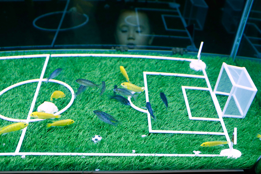 Fishes World Cup
