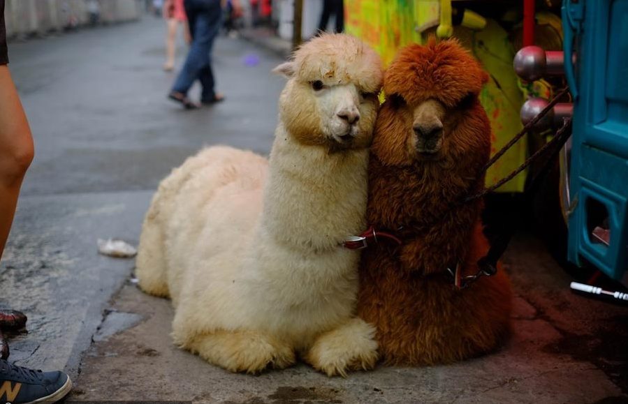 Alpacas attract Beijingers to World Cup