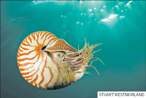 Nautilus's beauty could be its ruin