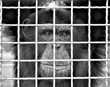 The U.S. might ban chimps in invasive medical testing