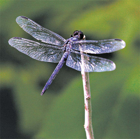 It's no simple affair when dragonflies meet