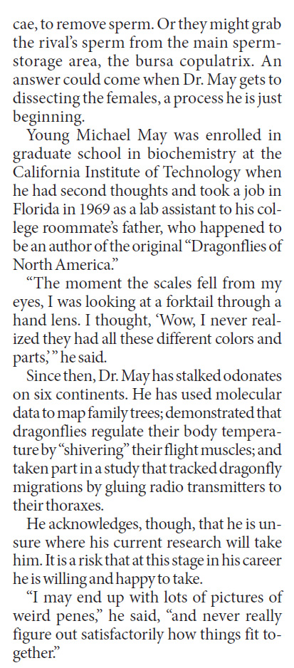 It's no simple affair when dragonflies meet