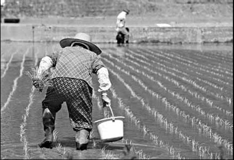 After the tsunami, a new variety of rice