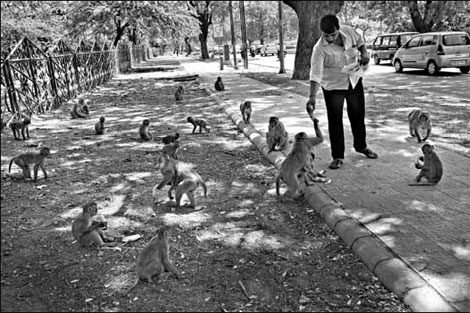 Aggressive monkeys are overrunning Delhi