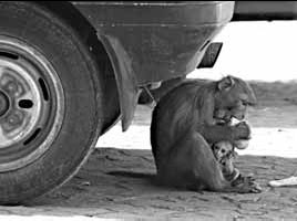 Aggressive monkeys are overrunning Delhi