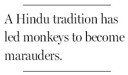 Aggressive monkeys are overrunning Delhi