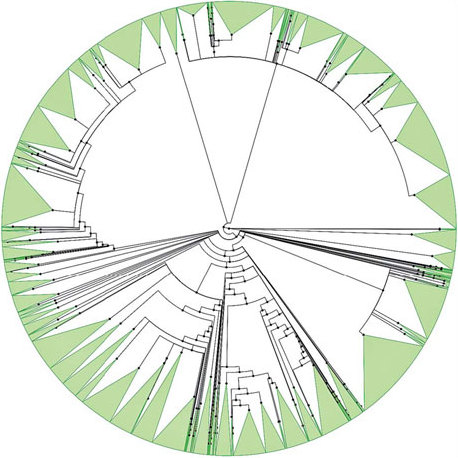 A tree of life connects species