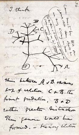 A tree of life connects species