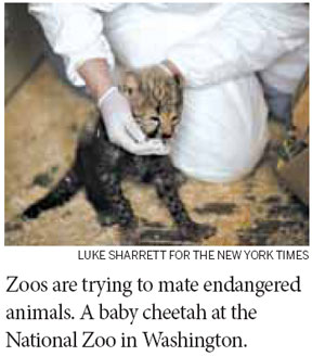 Racing to breed species in zoos