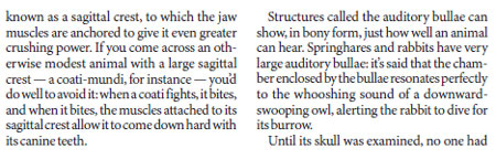 How nature designs skulls to take hard hits