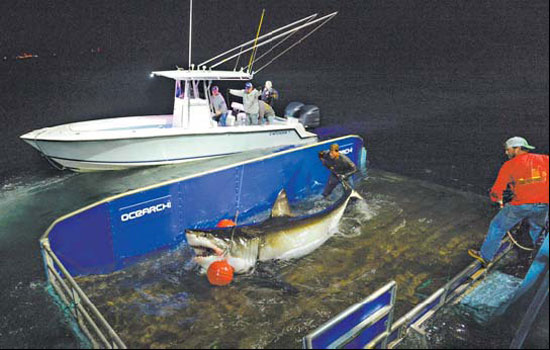 Program seeks to uncover shark secrets