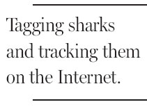 Program seeks to uncover shark secrets