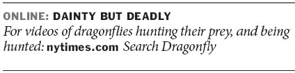 Nature's pretty, deadly drone