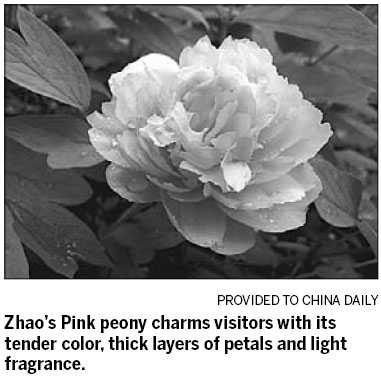 Centenarians make grand old peonies