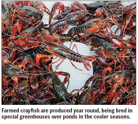 Truth, lies and crayfish on a plate