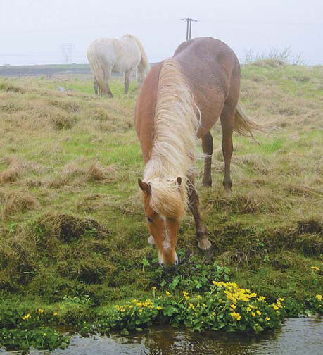 From horses to hot spa