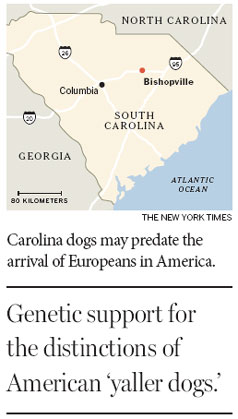 Carolina dog's DNA tracks lead a long way back