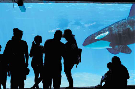 Orcas' captivity inspires ethics debate