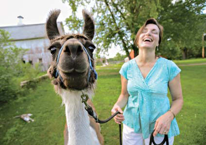 The fuzzy friend in the yard: a llama