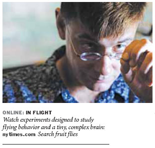 Scientist fixes his gaze on fruit fly