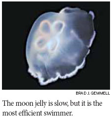 The energy secrets of jellyfish