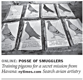 Avian artistry, Cuban cigars