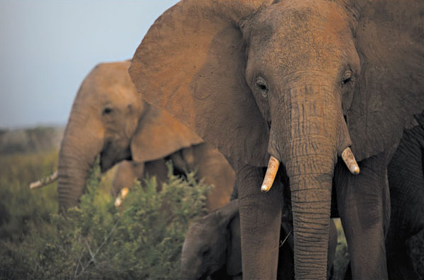 Elephants may grasp the point of pointing|Scien