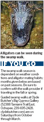 A swampy walk on the wild side