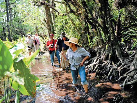 A swampy walk on the wild side