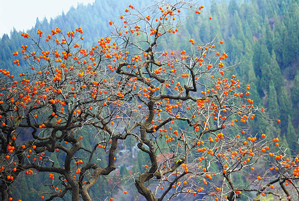 Villages of persimmons