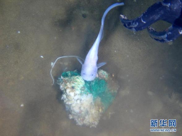 7062米海底到底有什么 “蛟龙”带您身临其境