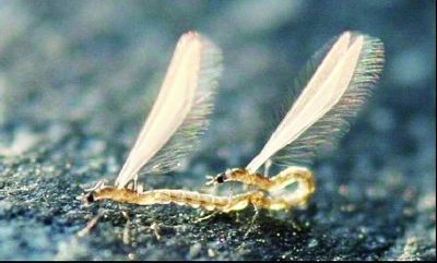 13块恐怖虫化石揭秘数亿年前蚊子近亲恐怖虫