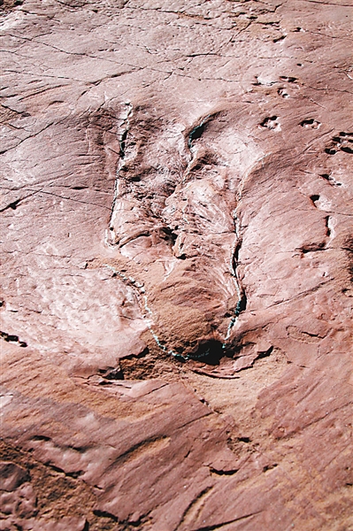 中国发现首例恐龙游泳足迹化石
