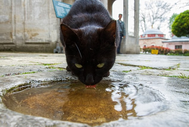 旅行者抓拍土耳其街头幸福流浪猫(组图)