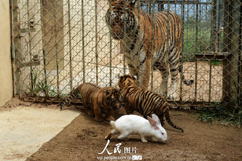 动物园内幼年狮虎豹不敌大白兔 纷纷被吓住